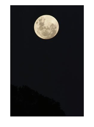 A_full_moon_glows_over_dark_treetops_Photographic_Print_C11893978.jpeg