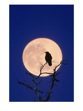 Full_Moon_over_Raven_in_Tree_Photographic_Print_C11865958.jpeg