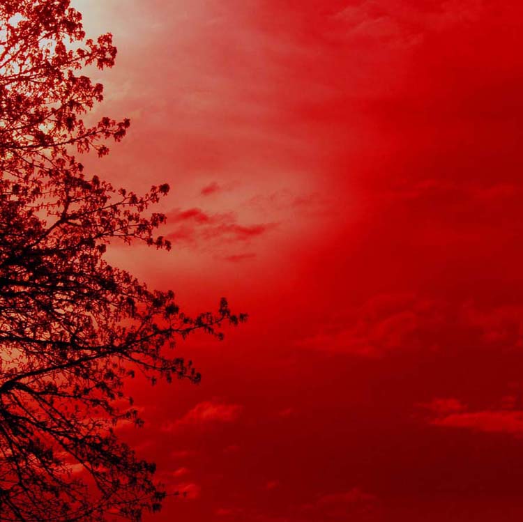 red_tree.jpg