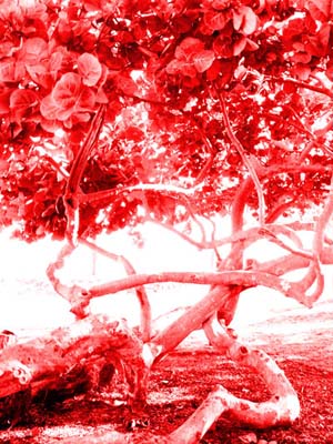 for_web_red_tree_by_myka.jpg