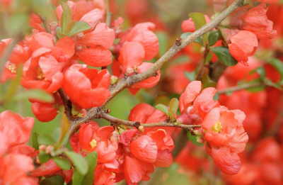 red_blossom.jpg