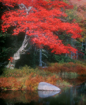 redtree.jpg
