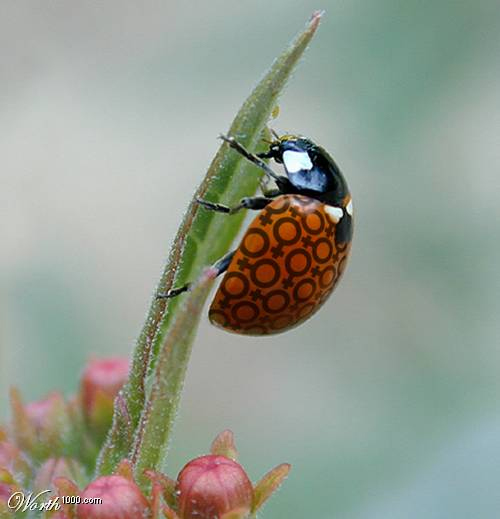 LadyBug.jpg