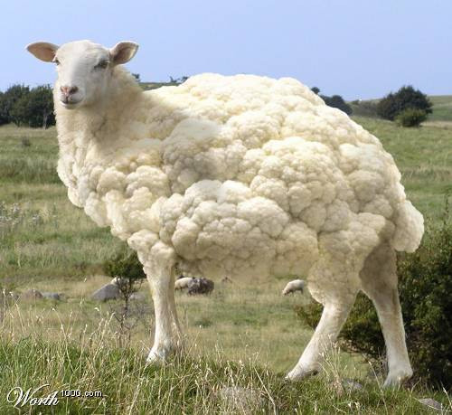 Sheep.jpg