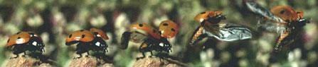 ladybird_stages.jpg