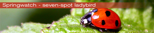 main_ladybird.jpg