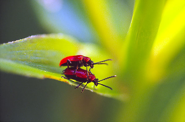 Red_Love.jpg