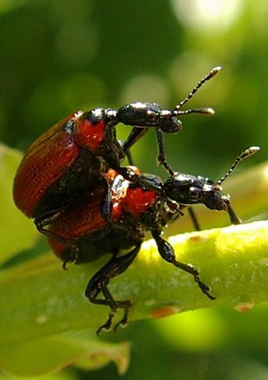 red_sex_by_NightDragonFly.jpg