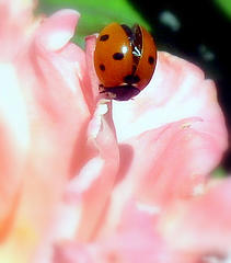 23508858_9d5ab0ffdc_m_1_.jpg