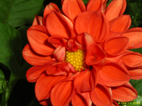 flower_72.jpg