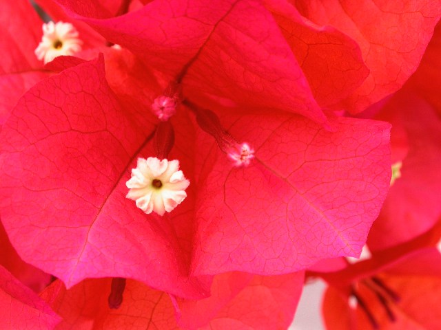 DSCN2452.jpg