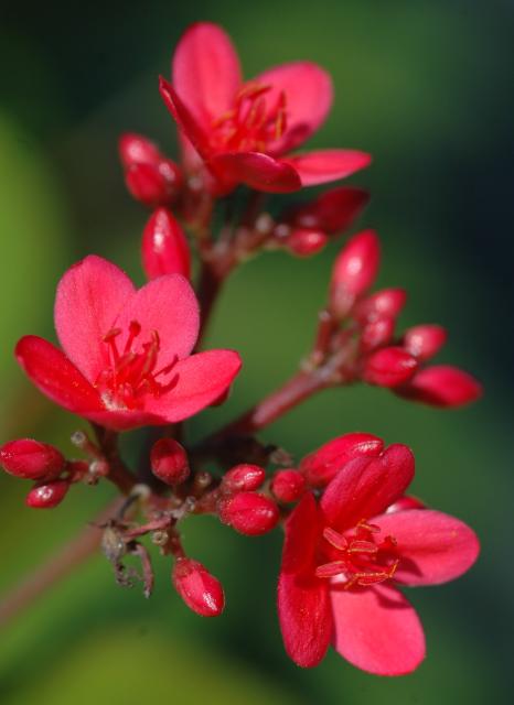 20051127_5338_20Red_20Flower.jpg