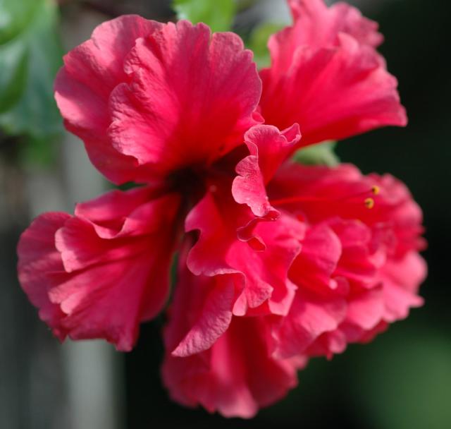 20051126_4939_20Red_20Flower.jpg