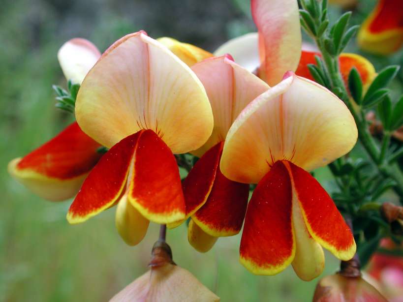 27_yellow_red_flower.jpg