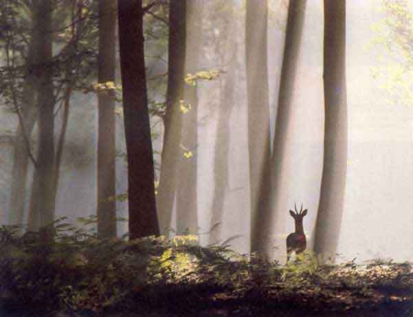 Zoo3_futaie_chevreuil_1_.jpg