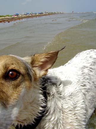 beachjackattack_1_.jpg