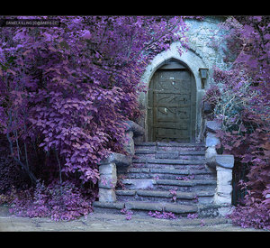 the_violet_way_of_life_by_greyfin.jpg