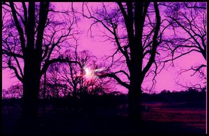 violet_by_Sweet_and_Low.jpg