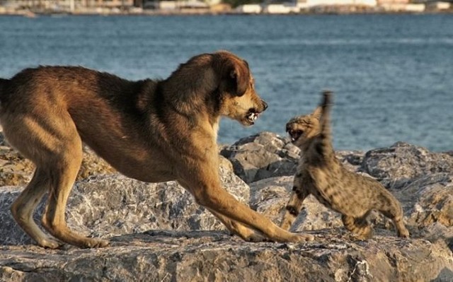 Cat_20VS_20Dog.jpg