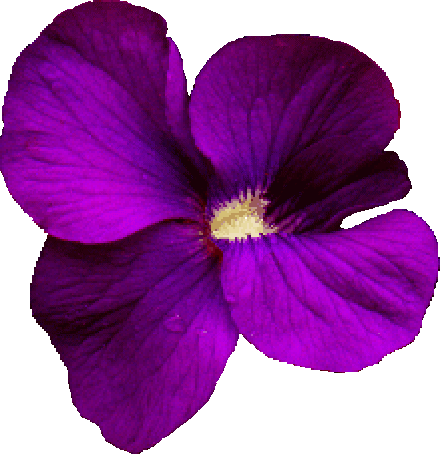 violet.gif
