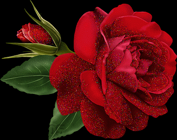 a25255frose11ix1.gif