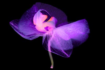 Orchid_Requiem___Diva.jpg