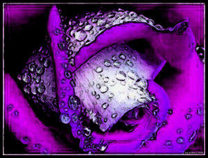 Blue_Violet_Rose_by_the_evilfairy.jpg