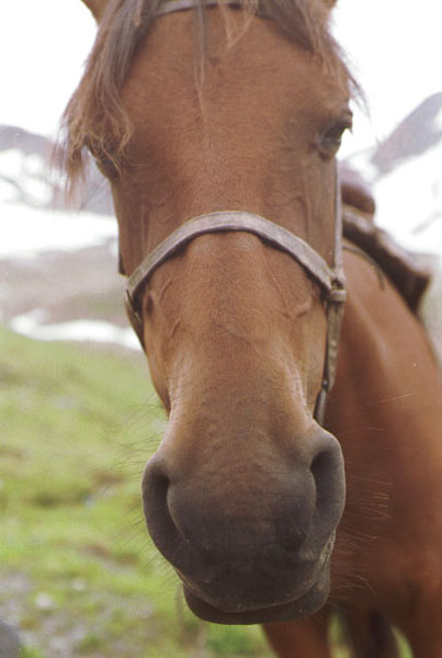horse.jpg