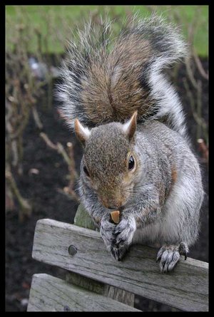 My_little_friend_by_Asunaphel.jpg