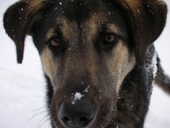 dog.jpg