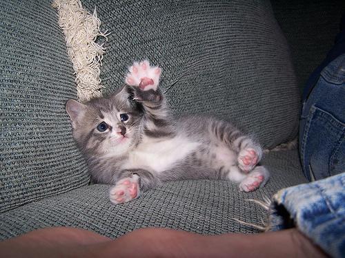 catspack.jpg