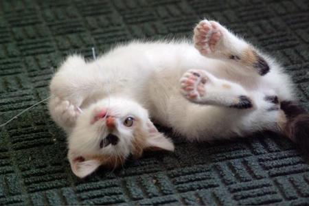 cittens__cute_15.jpg