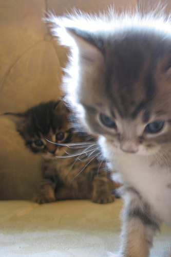 catspack_17.jpg
