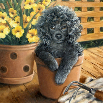 Black_20Poodle.jpg