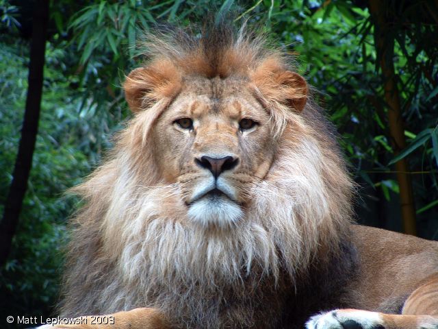 zoo_lion_02.jpg