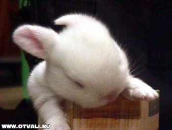 s__bunnies__2.jpg