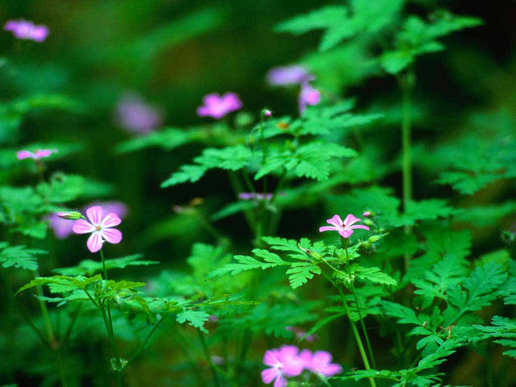 Forest_20flowers.jpg