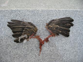 ist2_148054_torn_wings.jpg