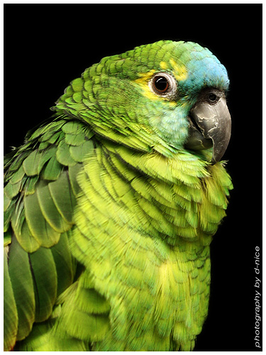 bird_1.jpg