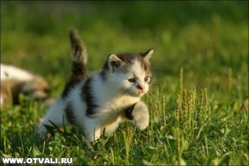 s__veselye_kotjata_16.jpg