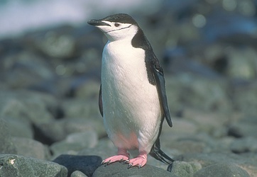 Chinstrap_Penguin_1463.jpg