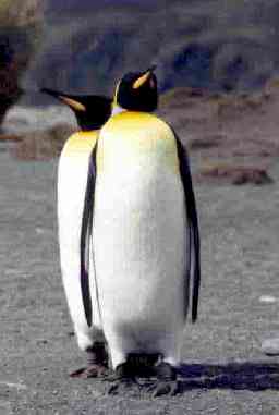 kingpenquin2.jpg