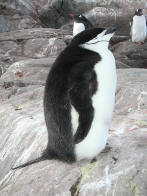 13977410chinstrappenguin.jpg