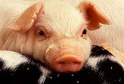 piglet.jpg