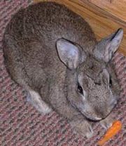 180px_Netherlanddwarfbunny.jpg