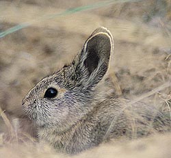 pygmyrabbit.jpg