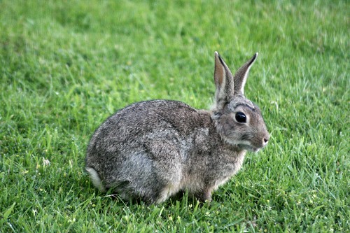 rabbit_1.jpg