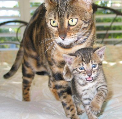 Kitten_Pictures_69.jpg