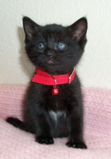 kitten.jpg