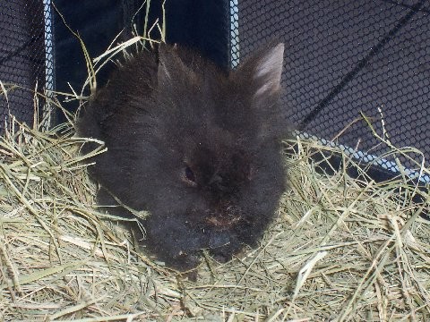 Babybunny.jpg